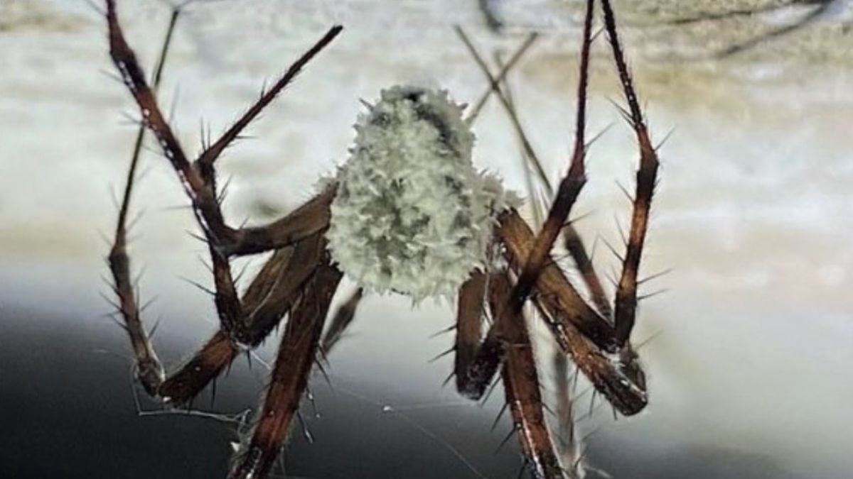 Une araignée infectée par le champignon