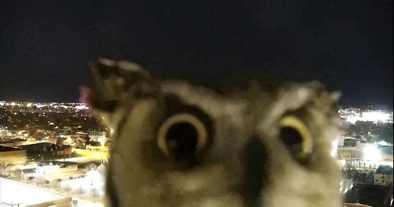 Un hibou curieux fait la rencontre insolite d'une webcam météo aux États-Unis