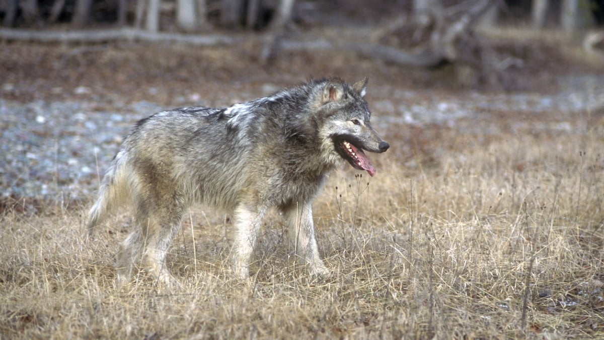 Après avoir muté, les loups de Tchernobyl auraient développé une résistance accrue au cancer