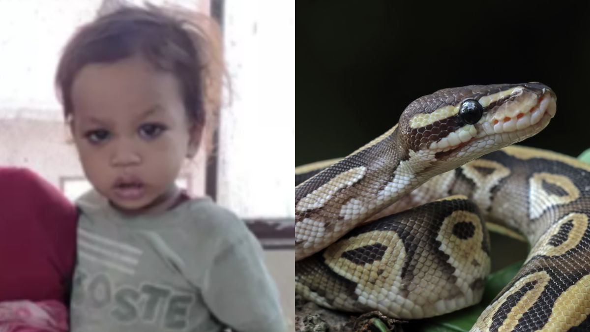 Attaqué par un serpent, un bébé de 2 ans parvient... à le tuer en le mordant