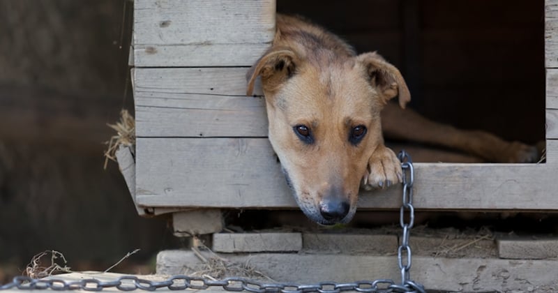 Aube : il quitte son logement en abandonnant ses deux chiens, ils sont retrouvés 8 jours plus tard