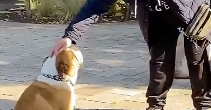 Chaque jour, ce bouledogue s'installe devant la boutique de sa maîtresse pour échanger avec les passants