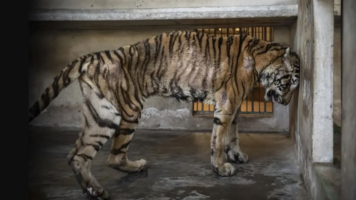 Cette photo poignante montre une tigresse épuisée après 20 ans en cage et forcée à se reproduire, juste avant sa mort