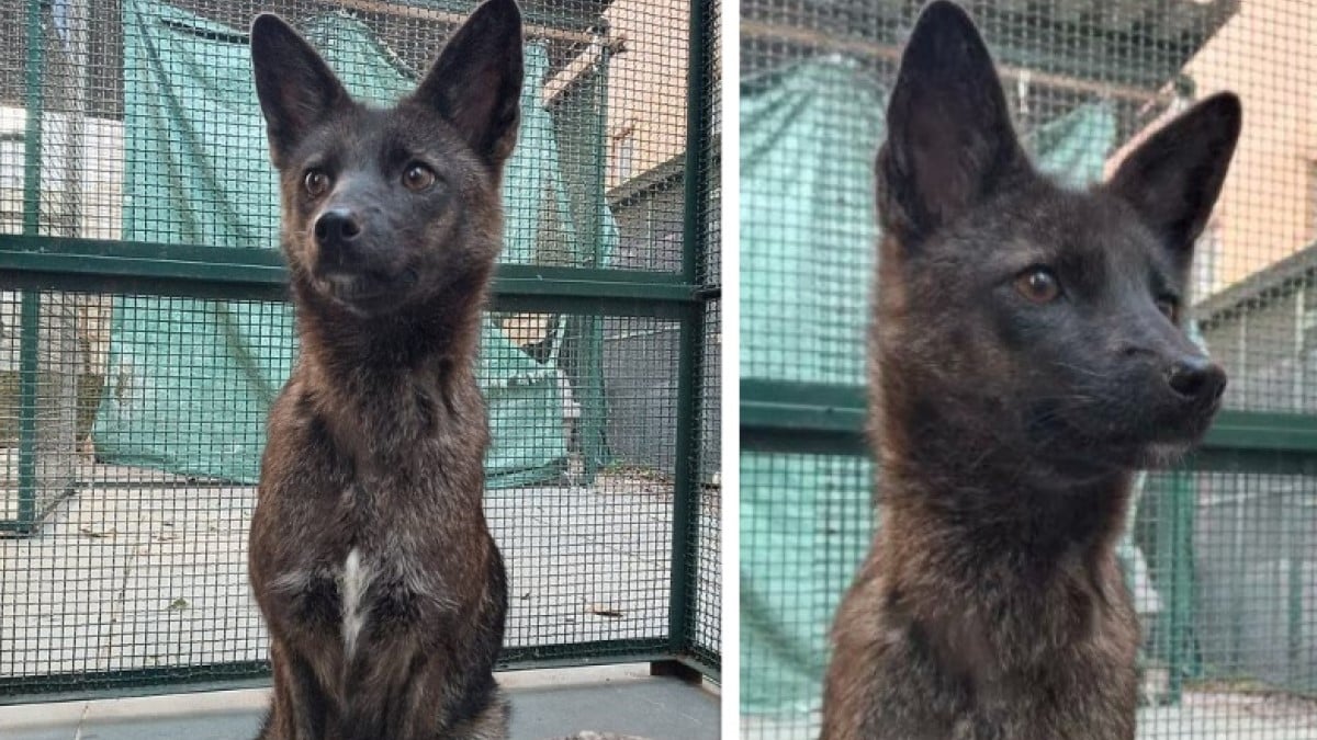 Cet animal unique au monde, croisement d'un chien et d'un renard, a été découvert au Brésil