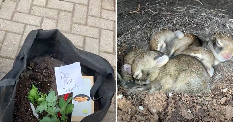 À Chicago, un client d'une jardinerie découvre des bébés lapins cachés sous une plante