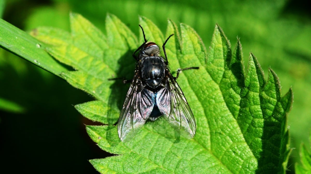 Alerte maximale : les morsures de mouches noires font de nombreuses victimes en Espagne