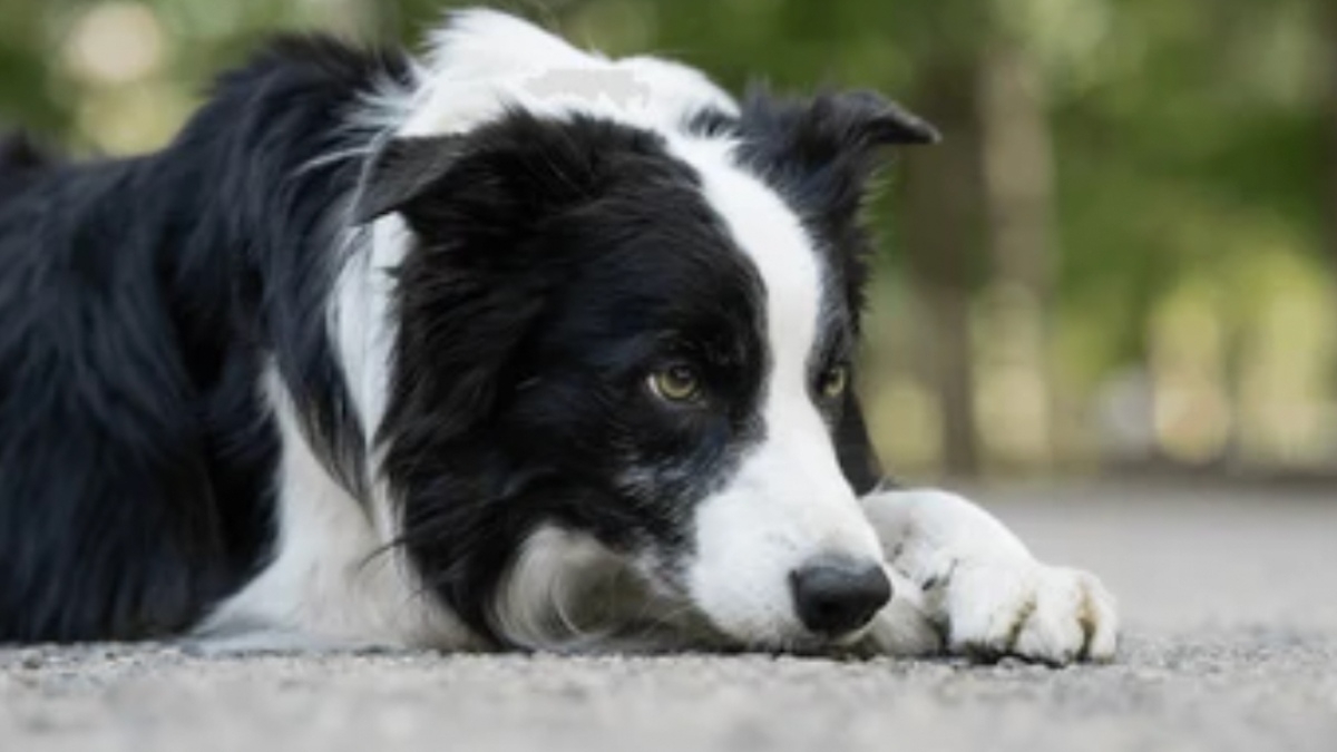 «Retrouvons Omora» : ce berger cherche désespérément son chien, volé à Paris