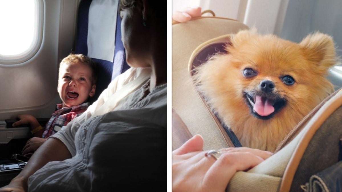 Selon une étude, la majorité des voyageurs préfèrent être assis à côté d'un animal plutôt que d'un enfant en avion