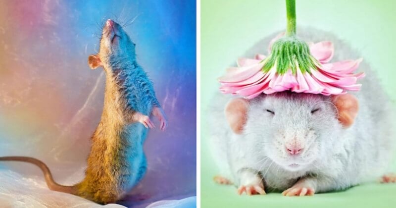 Une photographe illustre la beauté des rats domestiques pour briser les stéréotypes 
