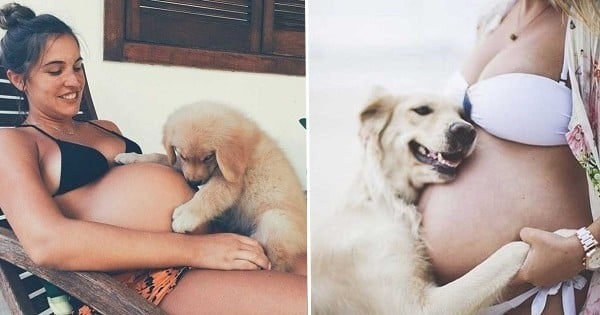 21 chiens qui n'ont qu'une seule hâte : la naissance de leur futur meilleur ami pour jouer avec dans la boue... Les photos sont trop craquantes !