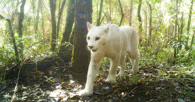 Cette photo extrêmement rare d'un cougar blanc observé au Brésil refait surface et émerveille les scientifiques