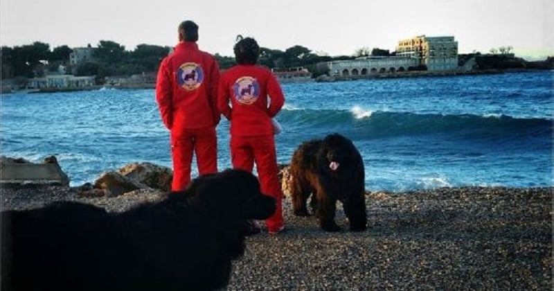 Opération nettoyage sur les plages de Marseille avec l'aide de « chiens éboueurs »