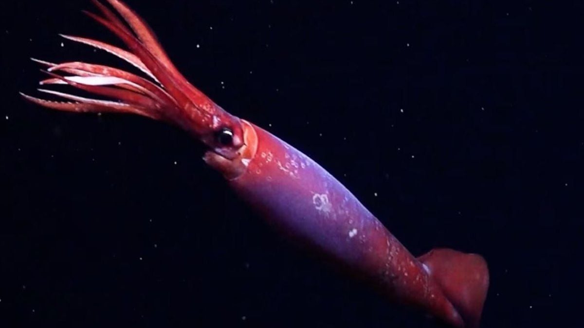Cette incroyable créature est la première filmée au monde, vivant à plus de 2 000 mètres de profondeur