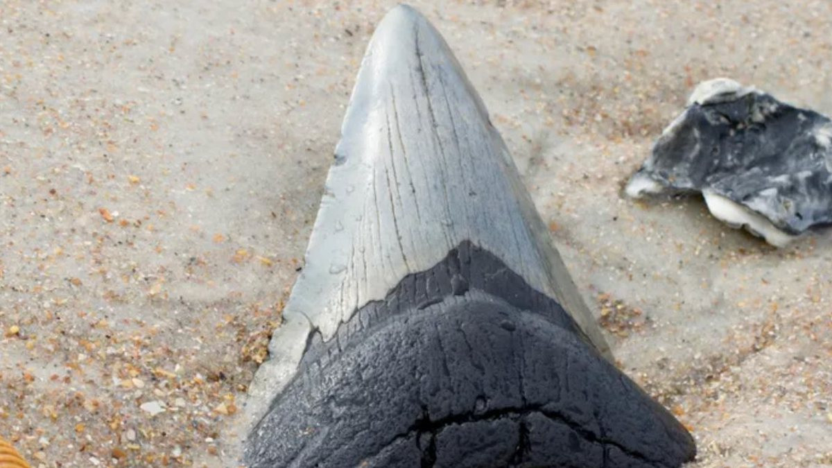 Une dent de mégalodon dans le sable 