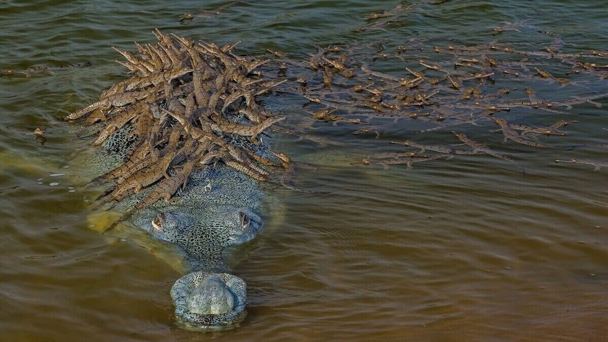 100 bébés crocodiles traversent une rivière sur le dos de leur père, la photo fait le tour du monde