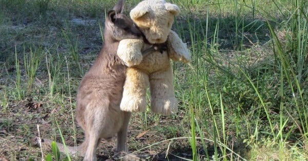 Un kangourou orphelin s'est attaché à un ourson en peluche... Adorables clichés !