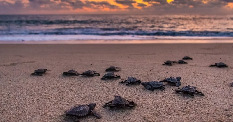 Au Mexique, « une marée rouge » tue 292 tortues vertes 