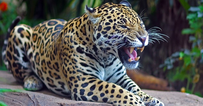 En Bolivie, les jaguars sont menacés par les braconniers chinois, très friands de leurs canines pour la fabrication d'aphrodisiaques