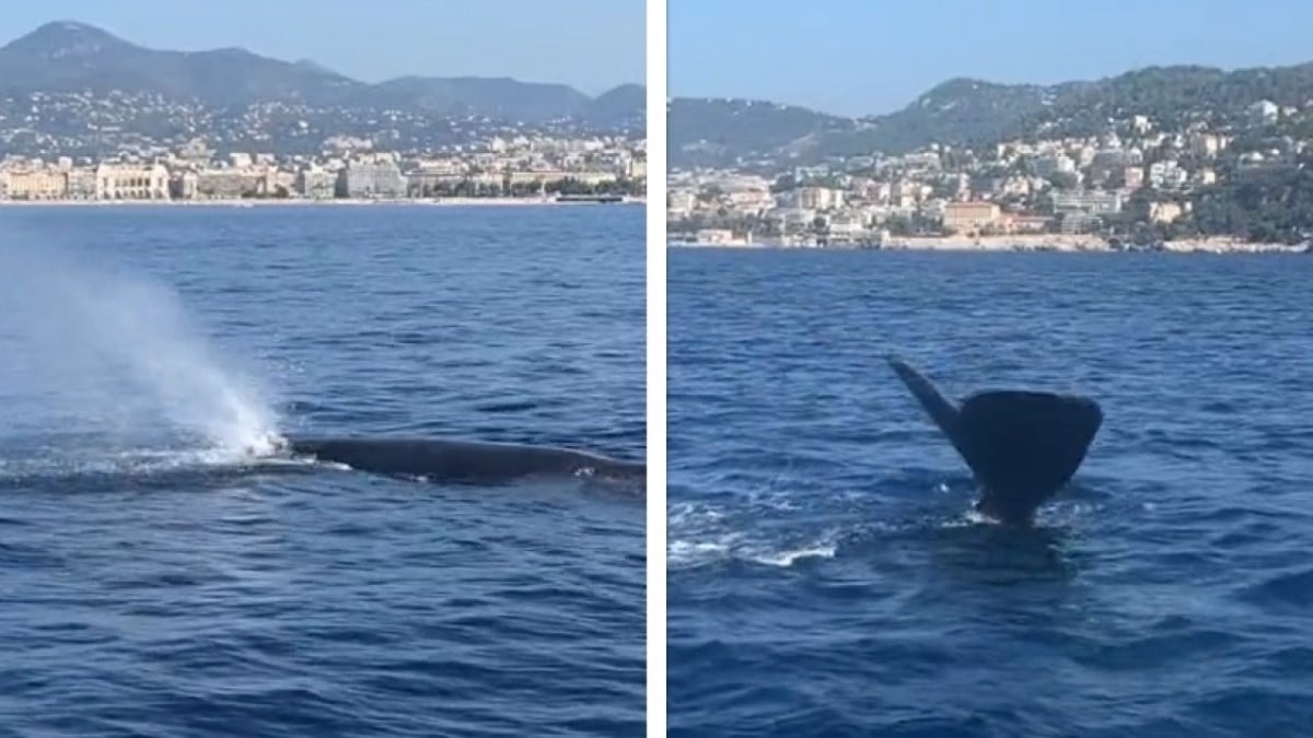 VIDÉO. Un imposant cachalot observé par un plaisancier au large de Nice