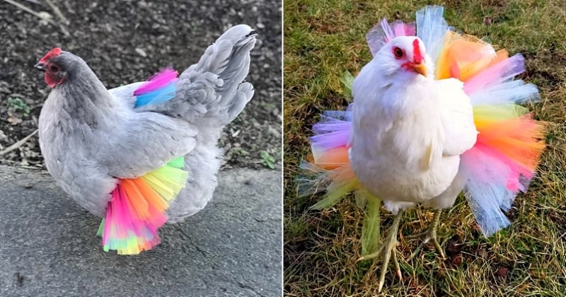Habiller vos poules en tutu ? C'est la nouvelle tendance qui apparaît sur les réseaux sociaux