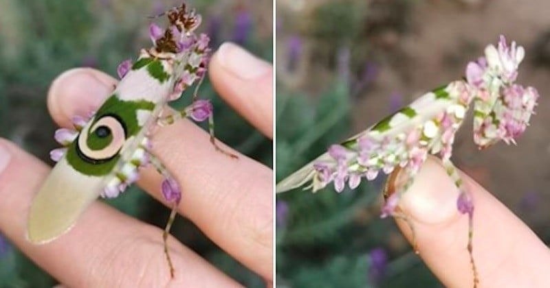 Elle trouve un insecte presque trop beau pour être vrai dans son jardin