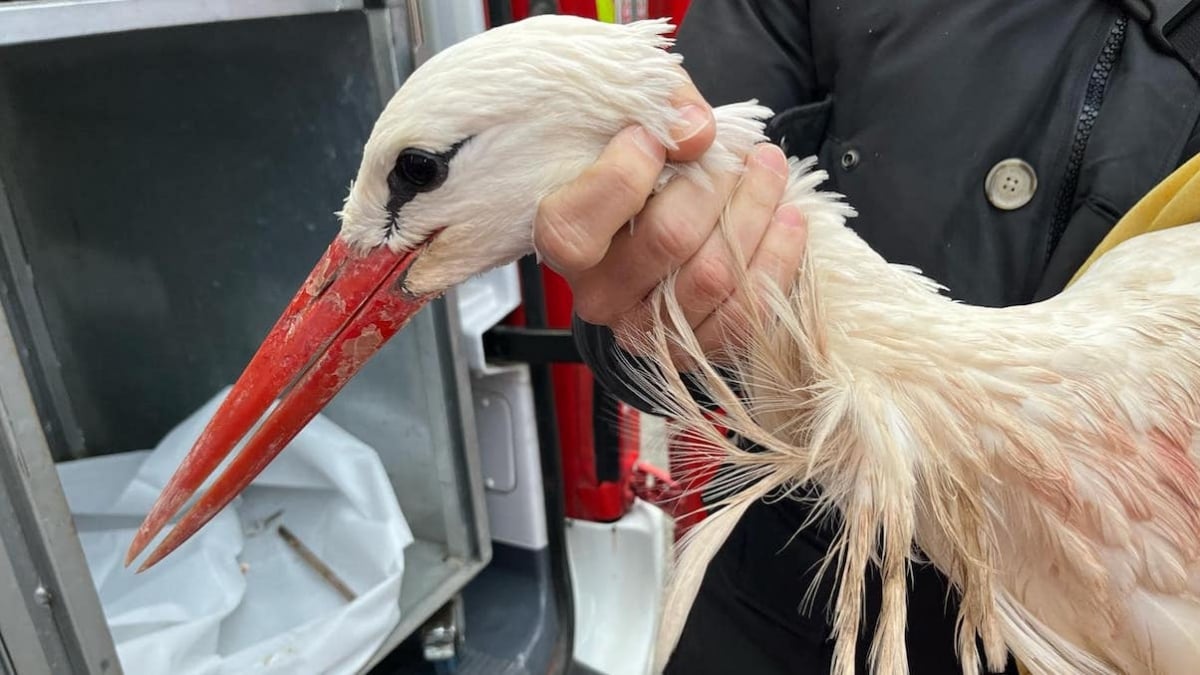 Coincée sur la voie publique, une cigogne blessée a été secourue par des sapeurs-pompiers du Gard 