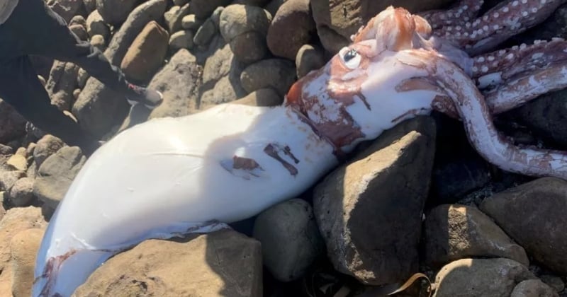 Ce calmar géant de 4,5 mètres a été découvert échoué sur une plage en Afrique du Sud