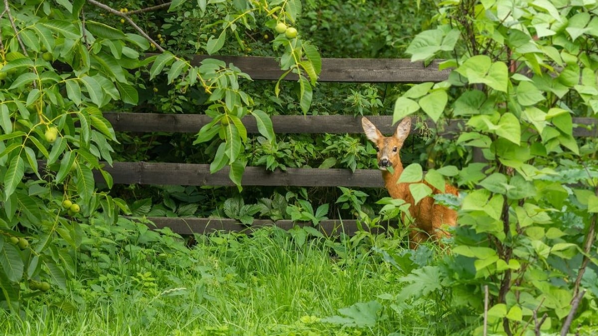 Granville : un chevreuil perdu s'est réfugié dans le jardin d'une maison depuis 3 jours et «personne ne veut s'en occuper»