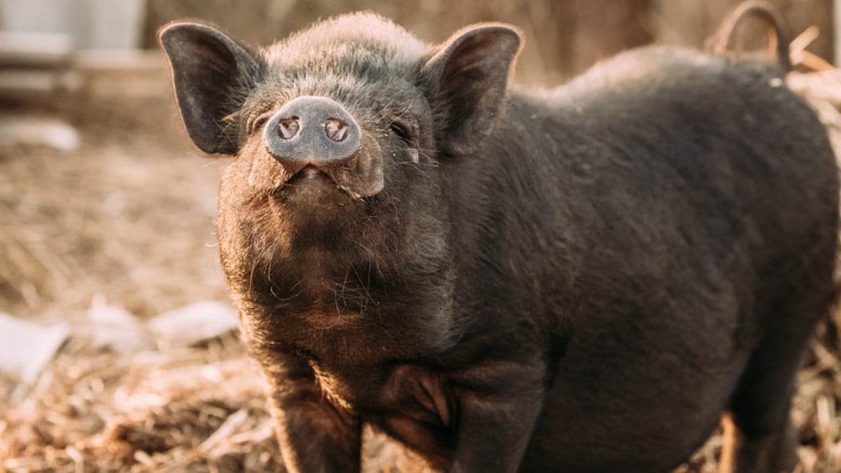 Il achète une maison et découvre que son jardin est habité... par 10 énormes cochons