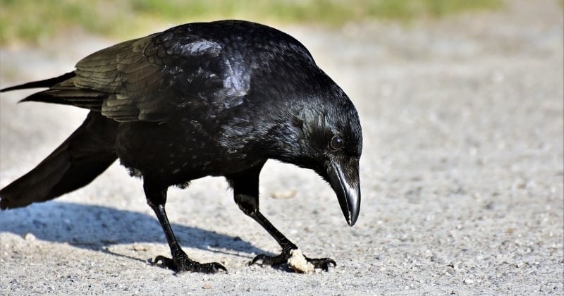 Des chercheurs découvrent que les corbeaux votent pour prendre des décisions de groupe 