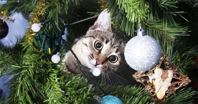 Voici la raison pour laquelle les chats en veulent autant à nos sapins de Noël