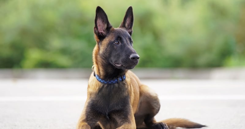 Yvelines : un berger malinois appartenant à un maître-chien a été retrouvé mort de chaud dans une voiture 