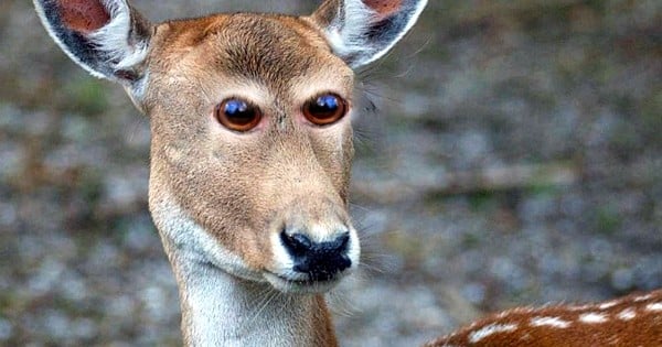 Et si les animaux avaient les yeux à l'avant de la tête, comme nous les humains ? Cette série de clichés retouchés va vous faire marrer