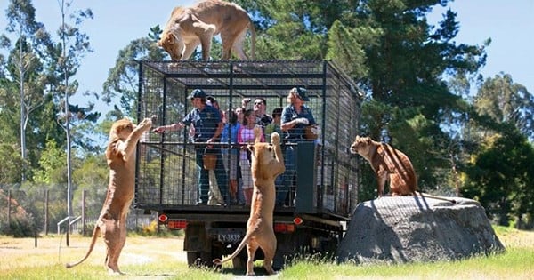 Un zoo de Nouvelle-Zélande a parfaitement compris qui devait en réalité être dans une cage