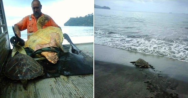 Cet homme achète des tortues de mer protégées sur un marché et les ramène à l'océan pour les libérer ! Un seul mot : RESPECT...