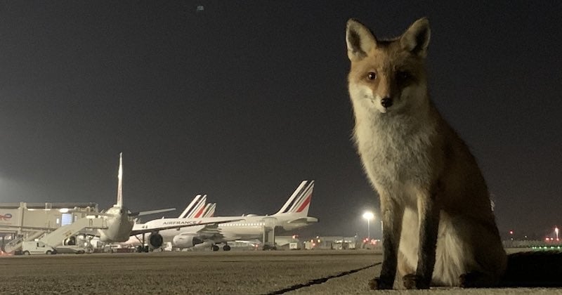 Les clichés de ce renard sur les pistes d'Orly mettent en lumière la biodiversité sur les terrains aéronautiques 