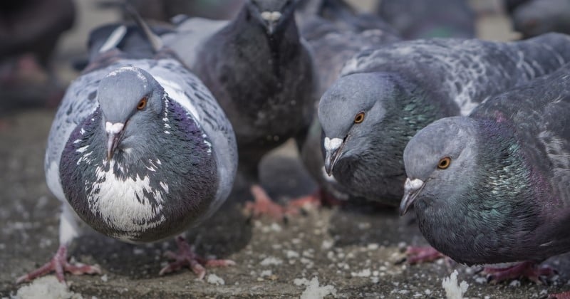 Dans cette ville de France, nourrir les chats errants et les pigeons sera passible de 450 euros d'amende
