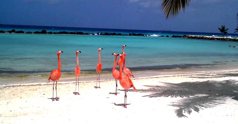 Vous adorez les flamants roses ? Alors cette plage des Caraïbes va vous faire rêver...