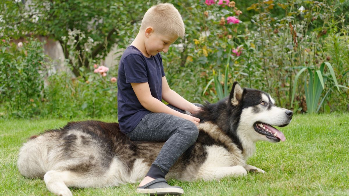 Un enfant de 4 ans mordu au visage par le husky des voisins