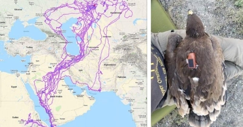 Cette carte montre les itinéraires empruntés par 20 aigles pendant un an en Arabie Saoudite