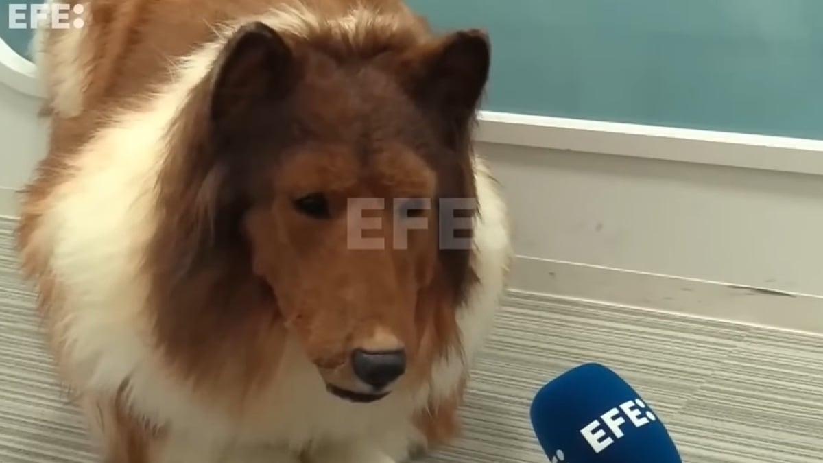 Le Japonais qui a dépensé une fortune pour devenir un chien a fait sa première interview en costume