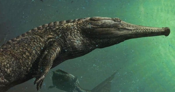 Le plus grand fossile de crocodile marin jamais découvert est maintenant en Tunisie, et ses mensurations donnent des frissons !