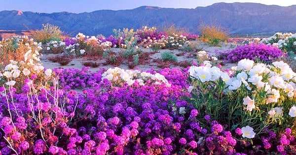Des millions de fleurs violettes envahissent le désert californien, et le résultat est magique !