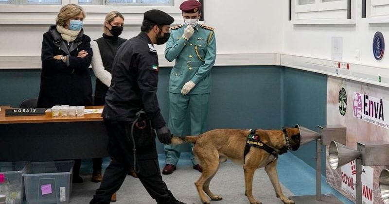 En Île-de-France, des chiens renifleurs s'entraînent à détecter le Covid-19 auprès de 2000 jeunes