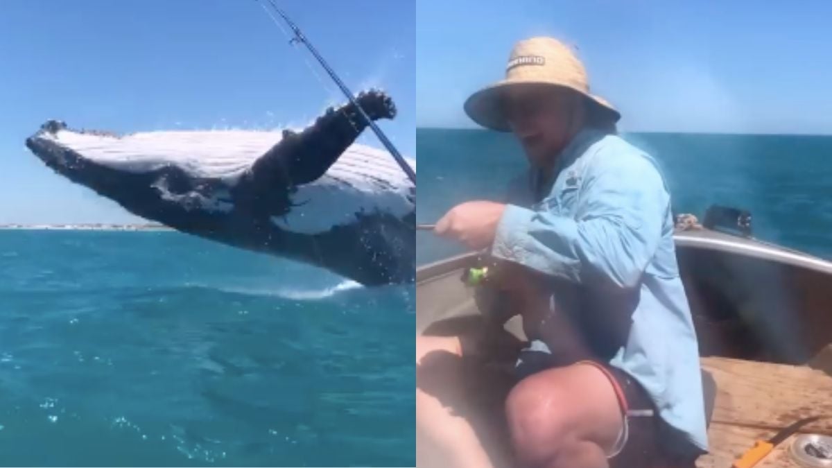 Alors qu'ils pêchent tranquillement, une gigantesque baleine surgit des eaux et saute près de leur bateau