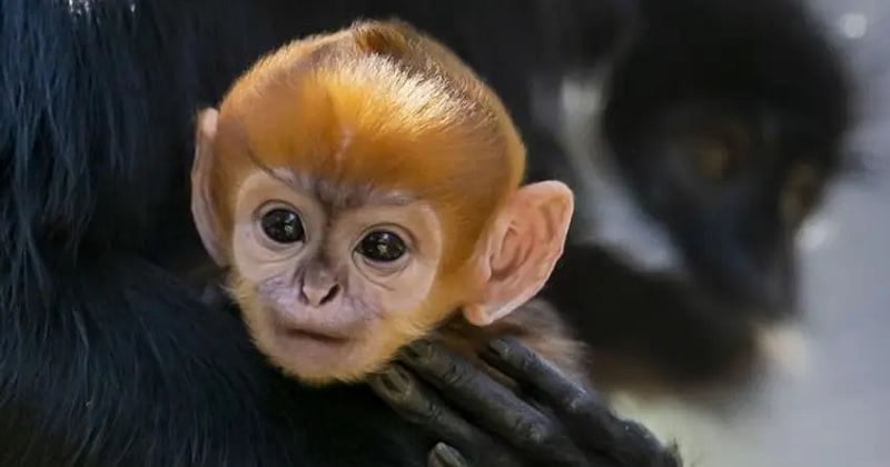 Ce singe d'une espèce rare et en voie de disparition est né dans un zoo du Missouri