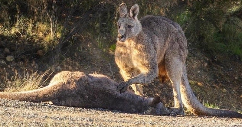 Ce kangourou est inconsolable après la mort de sa femelle et son petit, renversés par une voiture	