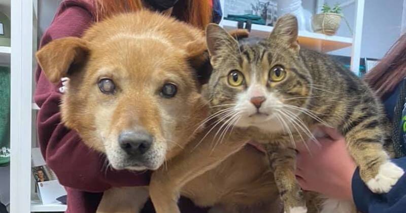 Recueillis par un refuge, un chien aveugle et son chat de « soutien » ont été adoptés ensemble 