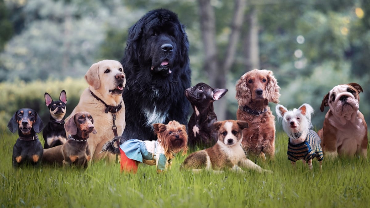 Voici la race de chien la plus affectueuse au monde... et ce n'est pas celle que vous croyez !