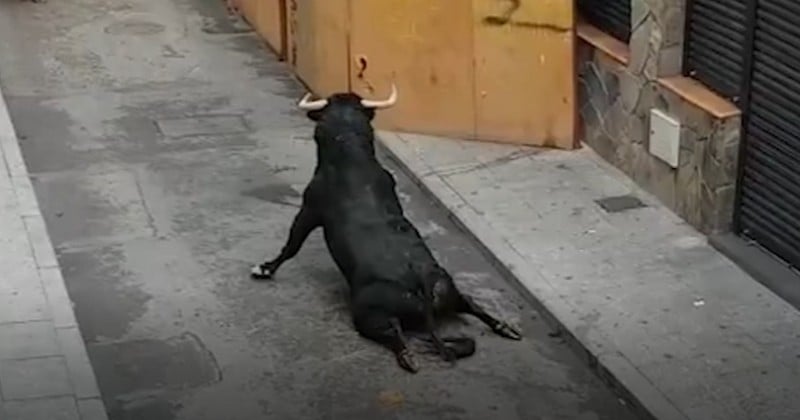 Les terribles images d'un taureau qui se casse les pattes et s'écrase au sol lors d'un festival en Espagne